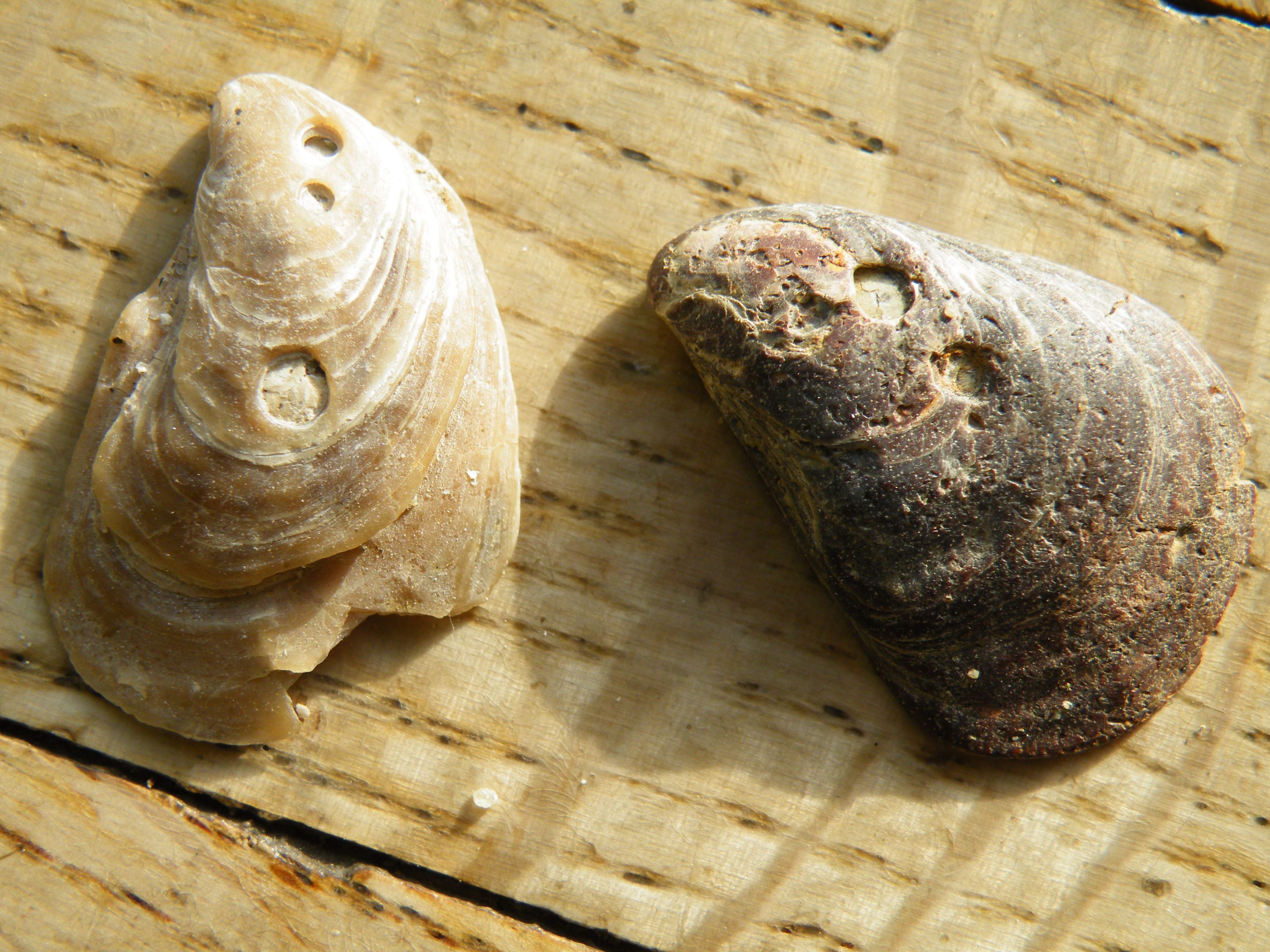 Ostrea Fossilien Natur im AustriaForum